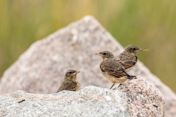 Juvenile Northern Wheatear, three young birds on green background - Oenanthe oenanthe
