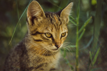 Naklejka na ściany i meble Portrait of a beautiful tabby kitten in the green garden.