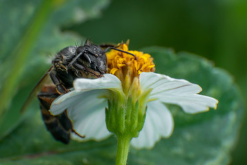 bee on camomile after rain