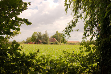 Farmhouse and a field framed by trees