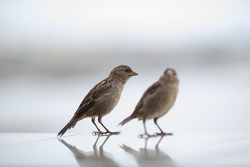 sparrow bird sits on a light background