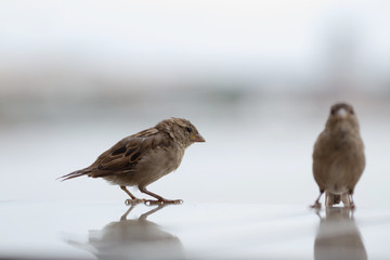 sparrow bird sits on a light background