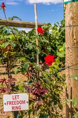 A Freedom Rose growing in a local farm with a vineyard in the background
