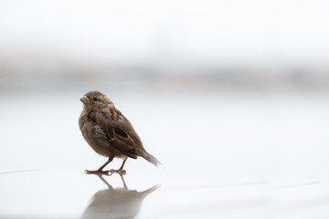 sparrow bird sits on a light background