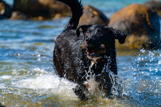 Dog Hound Pup Puppy Water Play Fetch Island Lagoon