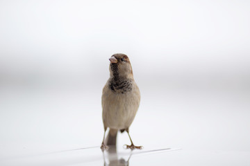 sparrow bird sits on a light background