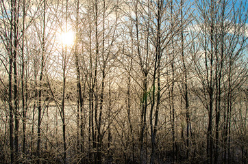 Sunlight through trees in winter