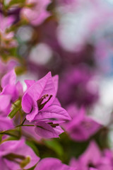 purple bougainvillea flower
