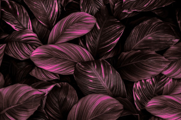 Obraz na płótnie Canvas The concept of the leaves of Cannifolium spathiphyllum Abstract blue-purple surface in a tropical forest