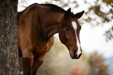 Pferd schaut hinter einem Baum hervor © Talitha