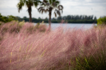 Field of pink muhly grass along water with palm trees