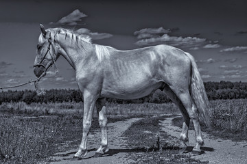 A horse grazes on the field. Black and white photography.