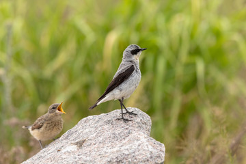 Northern Wheatear- Oenanthe oenanthe - Male bird looking away from his hungry offspring