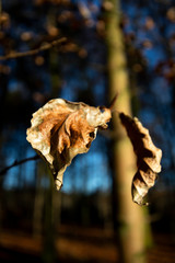 Brown autumn leaves on tree in forest with shallow depth of field 