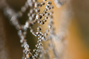 Naklejka na ściany i meble A spider web in the early morning covered with dew drops.