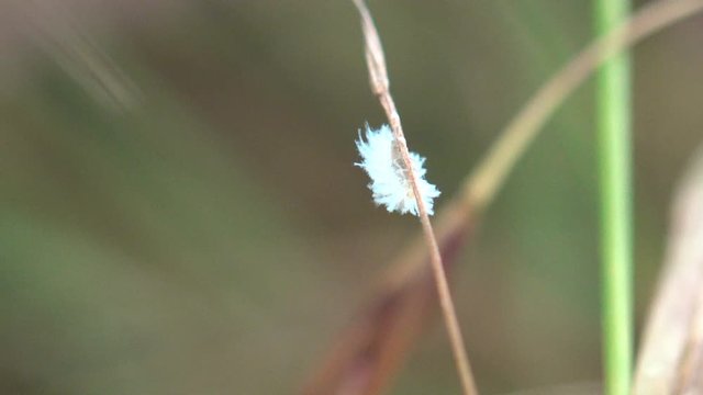 Mealybugs are insects in family Pseudococcidae, unarmored scale insects found in moist, warm habitats. White larva Mealybug Climbs Tree, an insect pest, View macro in wildlife