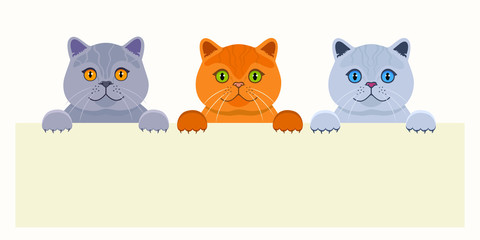 Tree cute british cats are behind the empty banner. Vector cartoon illustration