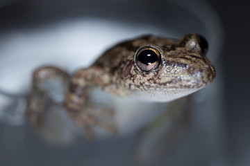 A frogg in a cup of water.