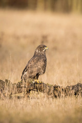 The Common Buzzard, Buteo buteo is sitting in the dry grass in autumn environment of wildlife....