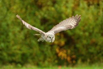 Strix nebulosa, Great grey owl The bird is flying in nice natural environment of Finland. Wildlife scene from Europe...