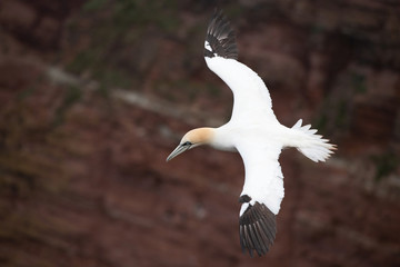 Morus bassanus, Northern gannet The bird is flying in nice natural environment nesting colony in the island Helgoland. Colored cliffs  In the backgroud. Wildlife scene from Europe..