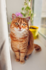 Ginger cat sitting on window sill at home in the morning. Pet enjoying sun. © maryviolet