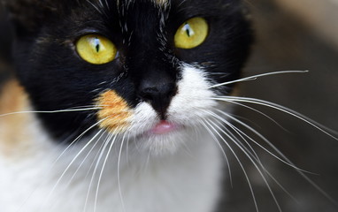 Getigerte Katze mit grünen Augen