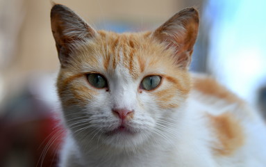 Orange-weiße Hauskatze 