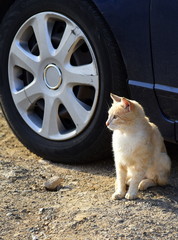 Helle Katze neben dem Rad eines Autos sitzend