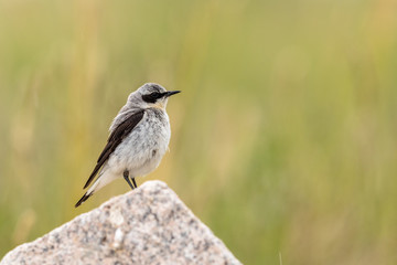 Fototapeta premium Northern Wheatear- Oenanthe oenanthe - Male bird sits on a rock with green natural background