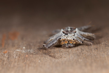 Hairy caterpillar creeping on wood