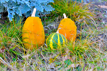Two orange oval pumpkins and one round pumpkin in yellow-green stripes lie in the dry autumn grass...