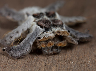 Fototapeta premium Hairy caterpillar creeping on wood