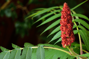 Red drupe and fuzzy stem of a Staghorn Sumac with green compound leaves