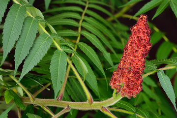 Close up of red drupe and fuzzy stem of a Staghorn Sumac with green compound leaves