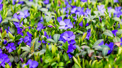 Spring background with purple periwinkle flowers among green leaves_