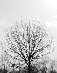 Silhouette of deciduous tree in winter time view