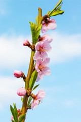 Peach branch with pink flowers on sky background_