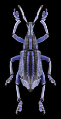 Beetle Eupholus bennetti on a black background