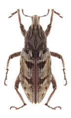 Beetle Coniocleonus excoriatus on a white background