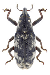 Beetle Hypolixus pica on a white background