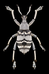 Beetle Eupholus nickerli on a black background