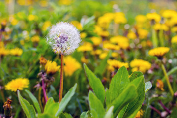 Field with white and yellow dandelions. Spring background_