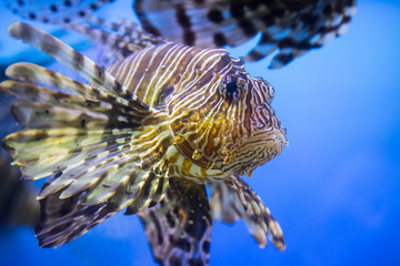 Fototapeta na wymiar Lionfish (dendrochirus zebra), fish in an aquarium