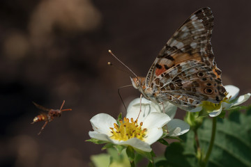 A butterfly sits on white flowers.