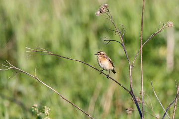 Whinchat (saxicola rubetra) female sitting on grass. Cute little common bright meadow songbird. Bird in wildlife.