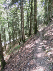 The beech forest of the Selva de Irati in the Navarro Pyrenees. Spain