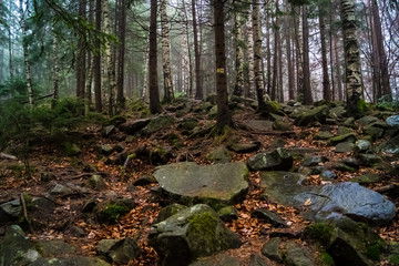 Magical fairytale forest in Ukraine