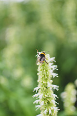 Safe the Bees 2