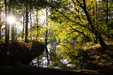 Fototapeta na wymiar amsterdam forest 